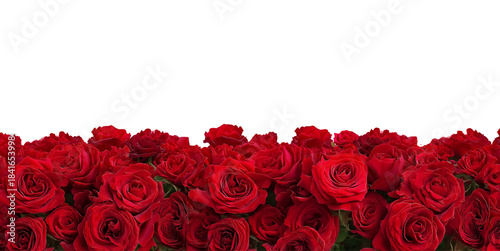 Red Roses Border isolated on a transparent background