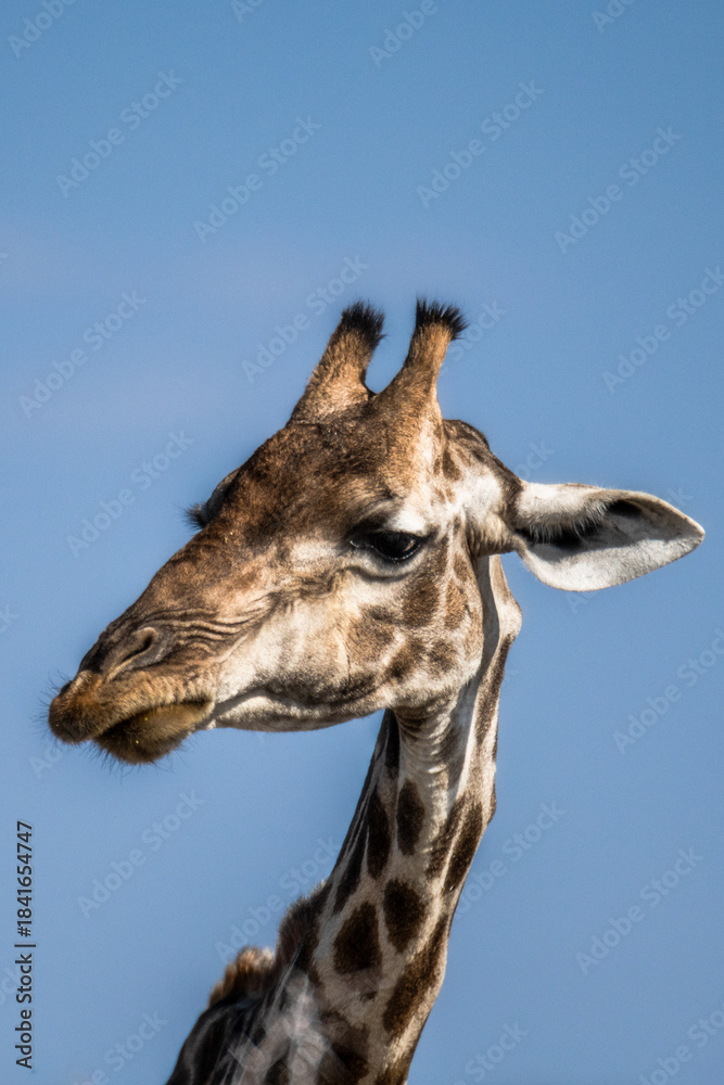 Fototapeta premium Ein #tag im Etosha Nationalpark 