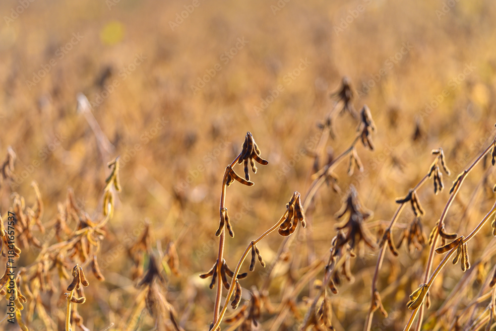 Obraz premium Rapid bean cultivation, Vigorous soybean plants with ripe pods awaiting collection now, Abundant and healthy soybean plants with mature pods prepared for harvest today