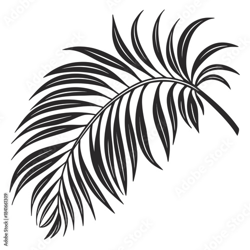 Black silhouette of a tropical palm frond on white background