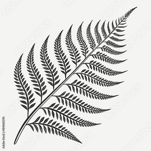 Elegant black and white illustration of a fern frond