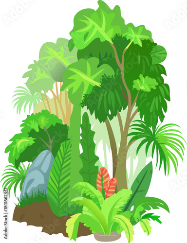 Lush Tropical Jungle Rainforest with Dense Green Foliage