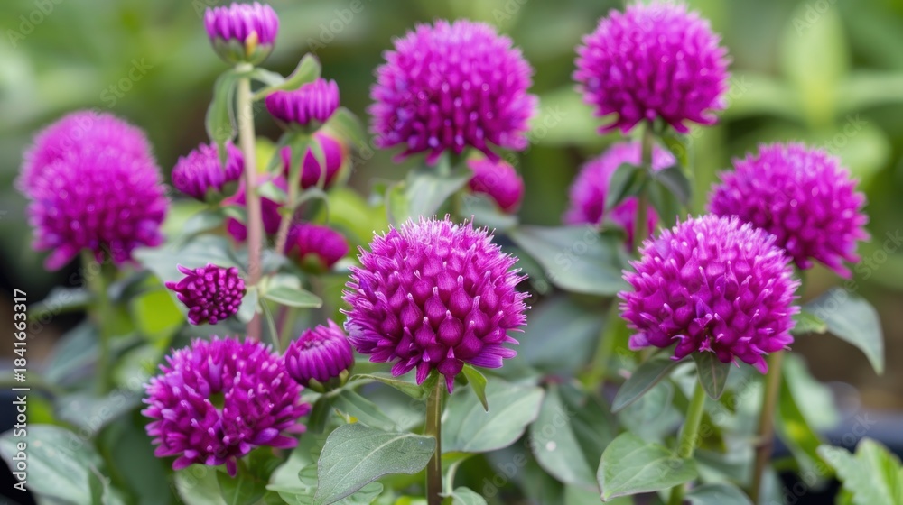 Obraz premium Globe Amaranth Charm