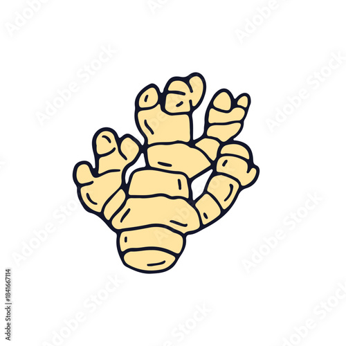 Hand drawn line art ginger root icon vector illustration. Doodle medicinal spice plant clipart