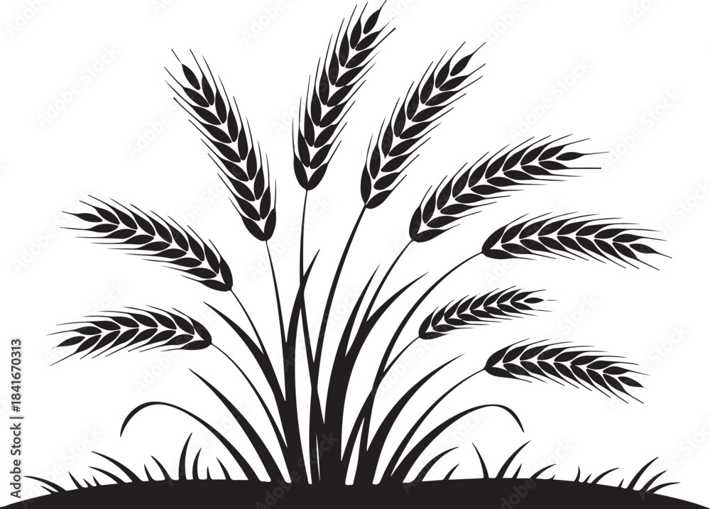 Obraz premium Black silhouette of ripe wheat stalks