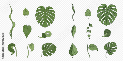 Set of various green leaves and vines, including monstera, on a transparent background.