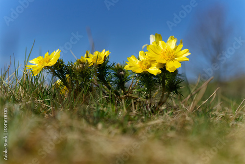 Foto Frühlings-Adonisröschen, Frühlings-Adonis, Adonis vernalis