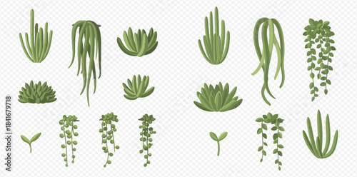 Collection of various green succulent plants and hanging vines, perfect for botanical designs and indoor garden illustrations.