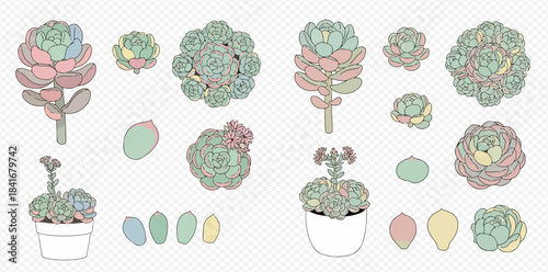Collection of various succulent plants and individual leaves in pastel colors, vector illustration.