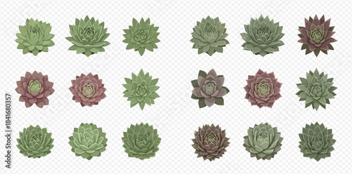 Collection of vibrant succulent plants in various shades of green and red, top view isolated on transparent background.