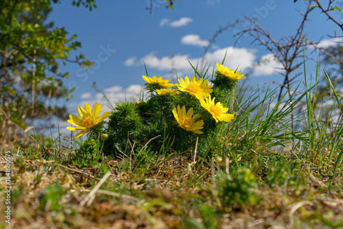 Photos Frühlings-Adonisröschen, Frühlings-Adonis, Adonis vernalis