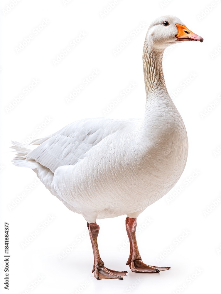 Obraz premium Full-body white goose, upright, with an orange beak, isolated on white