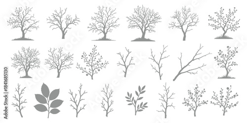 Botanical Tree and Branch Illustration Set in Grayscale