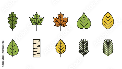 Illustrated autumn leaves set vector outlines of various leaf types