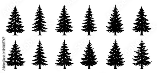 Silhouettes of tall pine trees shown in clean bold shapes. Each tree has unique branch structure with natural variation