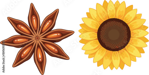 Star anise and sunflower illustration set featuring detailed botanical elements, perfect for nature artwork, herbal themes, and decorative designs