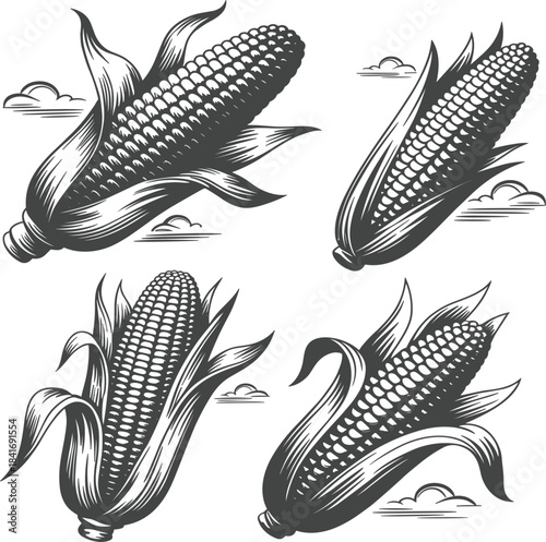 Set of four corn cobs with husk, maize grain, vintage engraving style, food, farming vector illustration