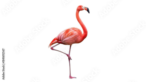 Single Vibrant Pink Flamingo Bird Standing on One Leg in Profile isolated PNG with Transparent Background