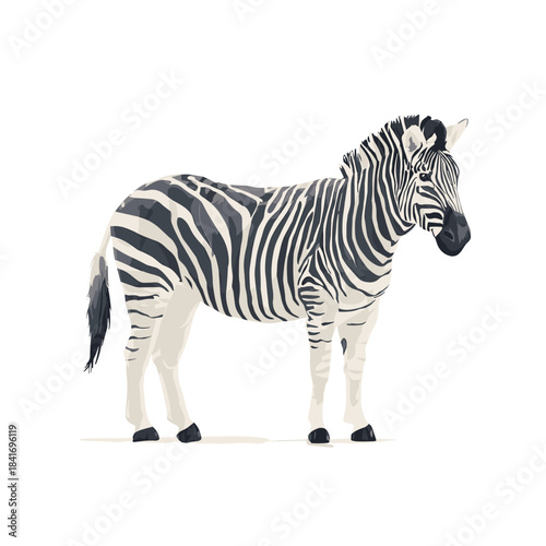 Vector illustration of a zebra isolated on a white background