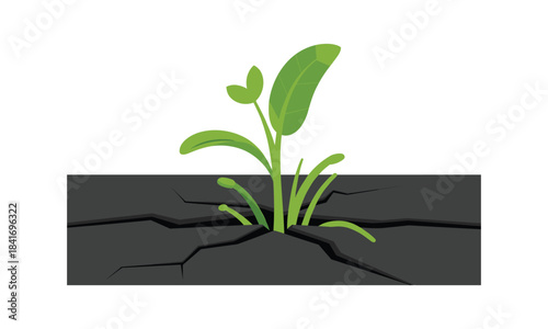 Green Plant Growing Through Cracked Ground