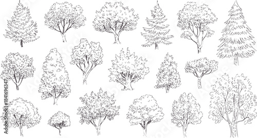 Collection of eighteen detailed black and white tree