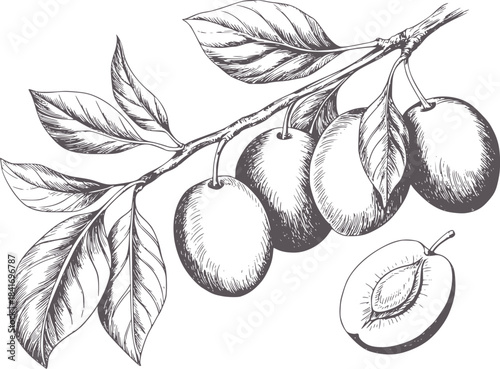 Detailed botanical of plums on branch in black and white