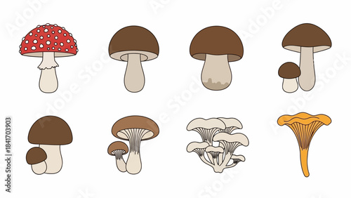 Variety of mushroom illustrations isolated on white background for design