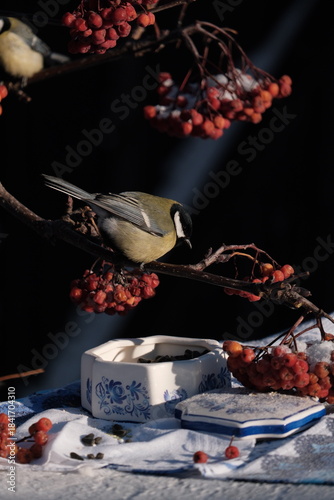 great tit parus major