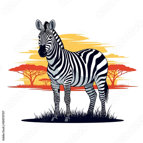 Zebra Standing in African Savannah Landscape with Acacia Trees and Sunset Sky