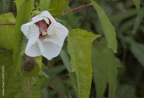White Swamp Rose Mallow with Pink Center in Wetland Habitat