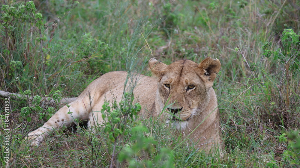 Fototapeta premium A close-up portrait of a female lion in the wild, capturing strength, elegance, and calm focus in natural light.