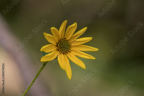 Yellow Wild Sunflower with Soft Green Bokeh