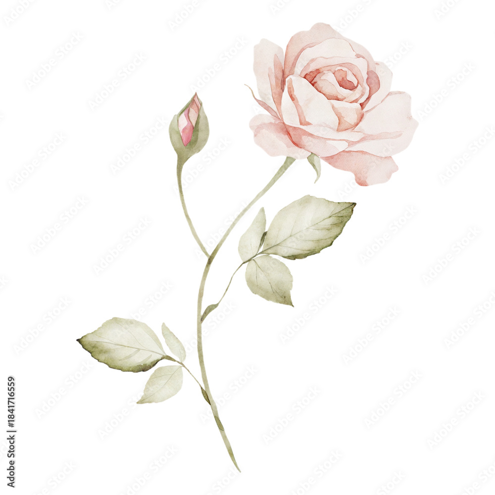 Obraz premium Elegant watercolor pink rose stem with delicate leaves and a soft botanical aesthetic