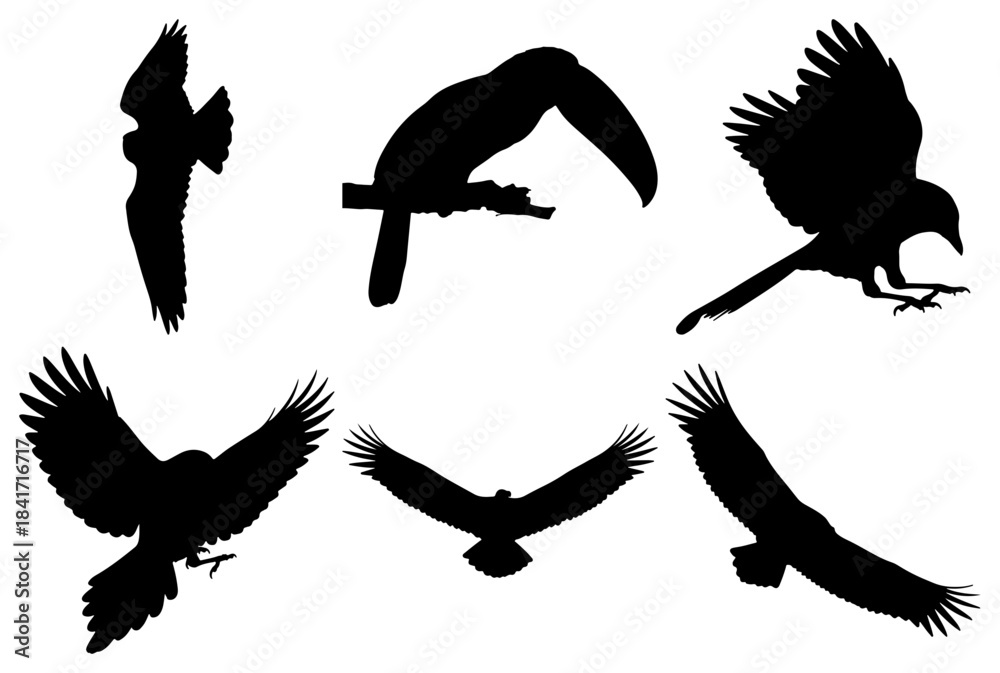 Fototapeta premium Collection of bird silhouettes in various flight and perched poses