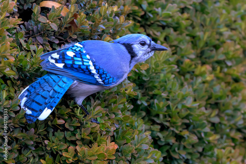 Bluejay