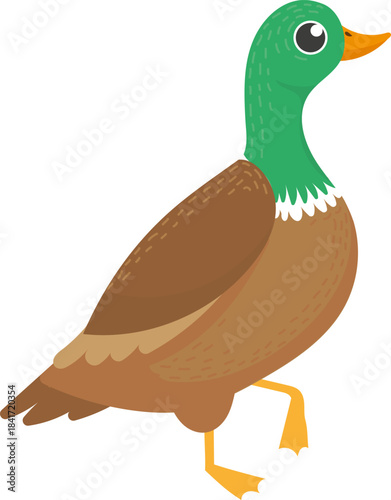 Mallard duck illustration walking looking for food