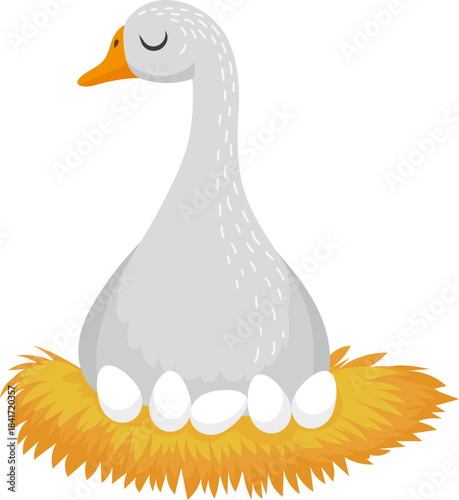 Goose incubating white eggs in a hay nest