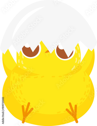 Little chick hatching from eggshell and looking up