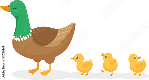 Mother duck leading three cute yellow ducklings walking