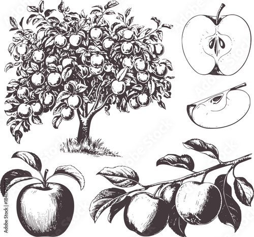 Detailed black and white botanical of apple tree and fruit