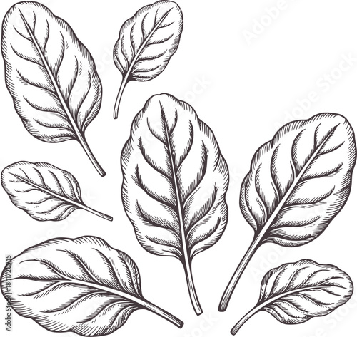 Detailed black and white hand drawn botanical leaves