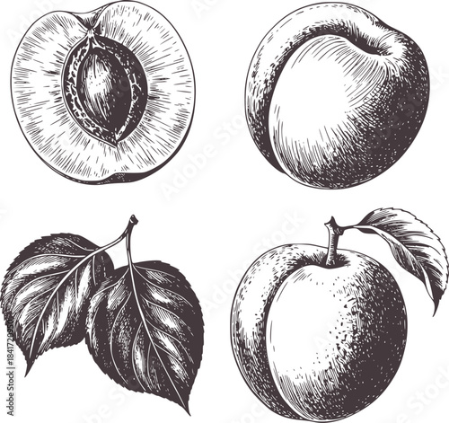 Detailed black and white hand drawn peach and leaf
