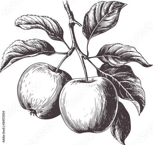 Two apples with stems and leaves vintage botanical etching monochrome