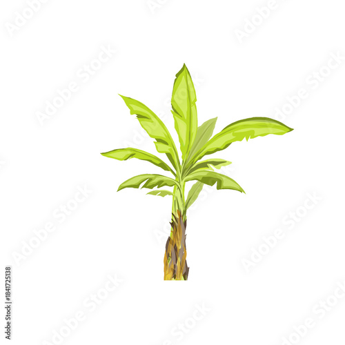 fresh green banana plant without background
