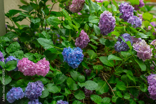 Planta de hortensias multicolor