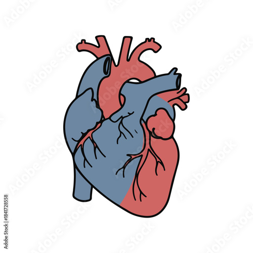 Stylized Anatomical Human Heart Vector Illustration with Red and Blue Color Sections and Black Outline, Isolated on White