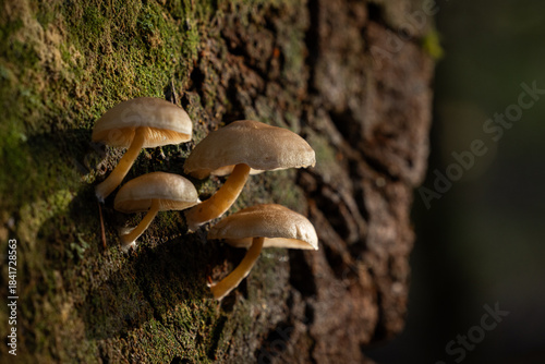 A close-up shot capturing a small cluster of wild mushrooms (likely Armillaria or Pholiota species) growing out of the side of a moss-covered tree trunk.