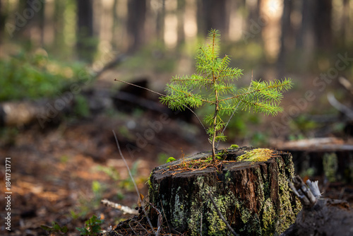 Tableau sur toile A beautifully lit photograph capturing the power of natural regeneration: a tiny, vibrant green conifer sapling (seedling) rising from the mossy, decaying wood of an old tree stump