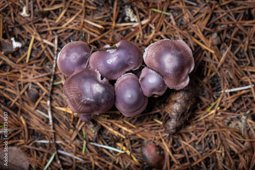 A stunning, overhead close-up of a dense cluster of purple or lilac-colored wild mushrooms, likely a species of Laccaria or Cortinarius.
