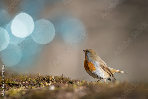Closeup of european robin standing on the ground with a blurred background of Christmas decorations